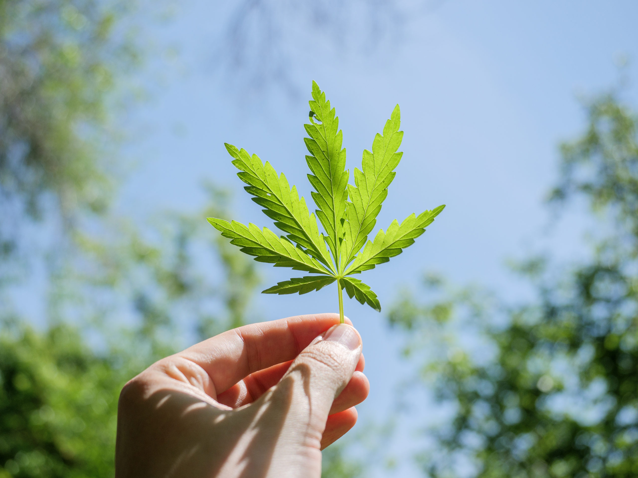 Cannabis for pain relief | cannabis leaf